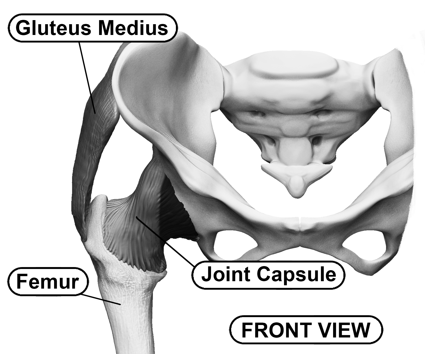 The Human Hip's Bony Anatomy